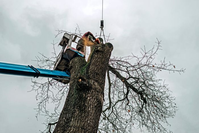 arborist cutting tree Simcoe county arborist cutting tree Simcoe county