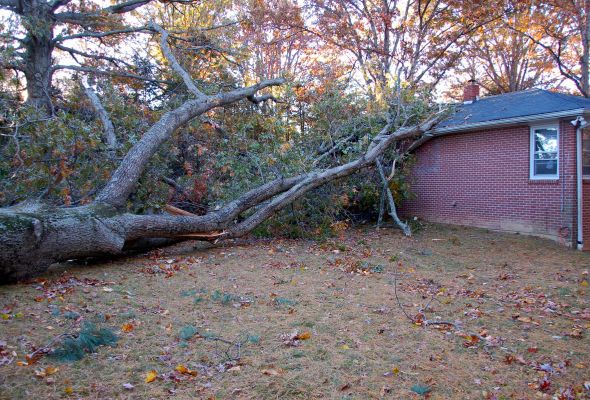 emergency tree removal