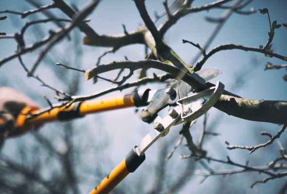tree pruning and trimming